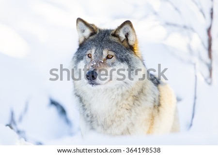 Close-up of a wolf standing in the snow