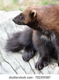 170 Wolverine close up Images, Stock Photos & Vectors | Shutterstock