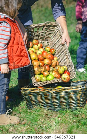 Closeup of woman putting apples in wicker basket while little girl looking