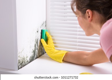 Close-up Of Woman Cleaning Mold From Wall Using Spray Bottle And Sponge