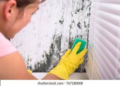 Close-up Of Woman Cleaning Mold From Wall Using Spray Bottle And Sponge