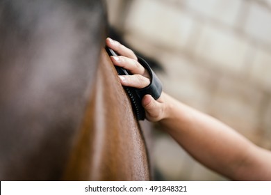 closeup, woman is currying a brown horse, equestrian farm - Powered by Shutterstock