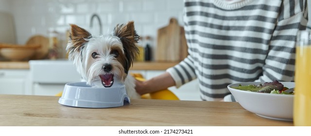 Close-up Of Woman Feeding Her Cute Dog While Sitting At The Kitchen Island