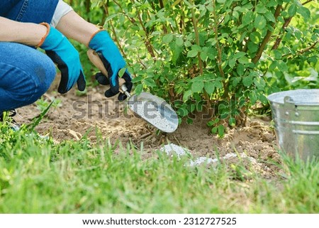 Close-up woman fertilizing rose bush with mineral granular fertilizer