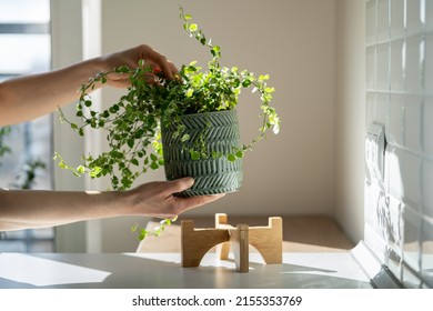 Closeup of woman gardener taking care about Ficus Pumila plant at home, holding houseplant in ceramic planter and touching green leaves, sunlight. Greenery at home, love for plants, hobby concept  - Shutterstock ID 2155353769