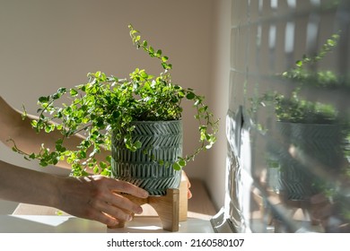 Closeup of woman gardener taking care about Ficus Pumila plant at home, holding houseplant in ceramic planter and touching green leaves, sunlight. Greenery at home, love for plants, hobby concept 