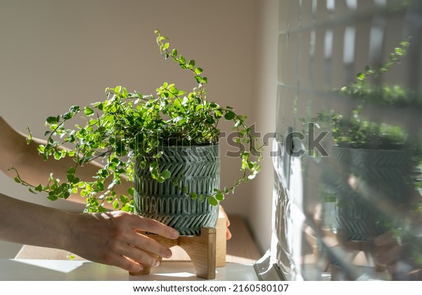 Closeup of woman gardener taking care about Ficus Pumila\
plant at home, holding houseplant in ceramic planter and touching\
green leaves, sunlight. Greenery at home, love for plants, hobby\
concept 