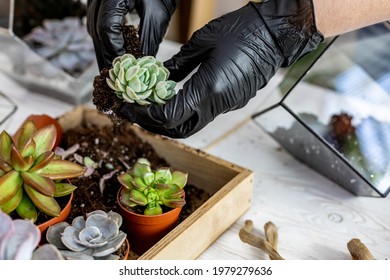 Closeup woman gardener transplanting succulent into glass vase creating florarium. Female arms in protective gloves arrangement green plants in handmade floral composition. Botanic decor in terrarium
