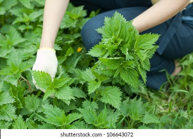 Closeup Of Woman Gathers Nettle In Spring Garden