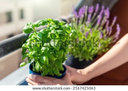 Close-up woman hand holding hanged pot with green fresh aromatic basil grass growing on apartment condo balcony terrace against sun blooming lavender flower. Female person cultivate homegrown plant