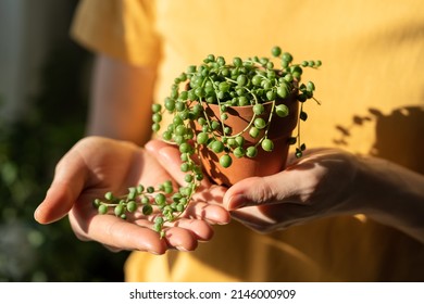Closeup of woman hand holding small terracotta pot with Senecio Rowleyanus commonly known as a string of pearls. Sunlight. Hobby, houseplant lovers concept. 