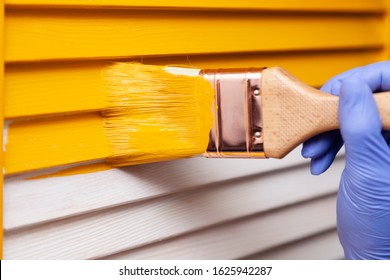 Closeup Woman Hand In Purple Rubber Glove With Paint Brush Painting Natural Wooden Door With Yellow Paint, Creative Design House Renovation Theme. How To Paint Wooden Surface. Selected Focus