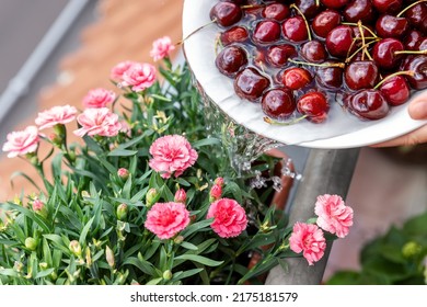 Close-up woman hand watering blooming pink carnation flower pots with water after washing cherry fruit vegetables in bowl home balcony terrace garden. Sustainable efficient water usage reduce concept