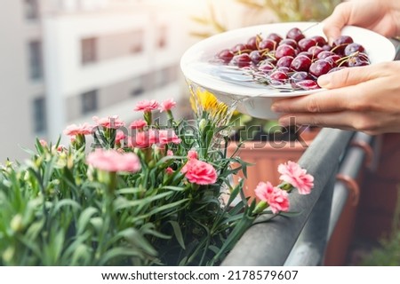 Close-up woman hand watering blooming pink carnation flower pots with water after washing cherry fruit vegetables in bowl home balcony terrace garden. Sustainable efficient water usage reduce concept