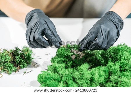 Close-up of woman hands in black latex gloves cleaning moss. Process of working with stabilized decorative reindeer moss. Concept of modern eco style interior.