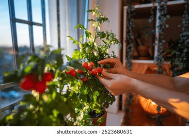 Closeup of woman hands collecting fresh ripe cherry tomatoes from pots on windowsill. Picking homegrown tomatoes, indoor gardening, sustainable living, urban cultivation of vegetables, berries, fruit - Powered by Shutterstock