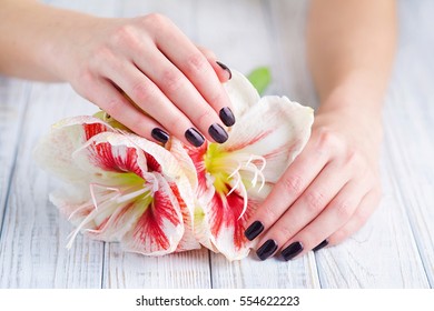 Closeup woman hands with dark manicure on fingernails and delicate flowers - Shutterstock ID 554622223