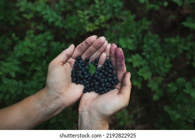 Close-up Of Woman Hands Holding Blueberries In The Palm. Harvesting Blueberries Fruit In The Forest. 