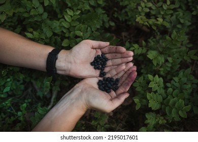 Close-up Of Woman Hands Holding Blueberries In The Palm. Harvesting Blueberries Fruit In The Forest.
