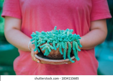 Closeup woman hands holding clay pot with beautiful sedum succulent plant. Photography for Black Friday and Cyber Monday sales in a flower shop. - Powered by Shutterstock