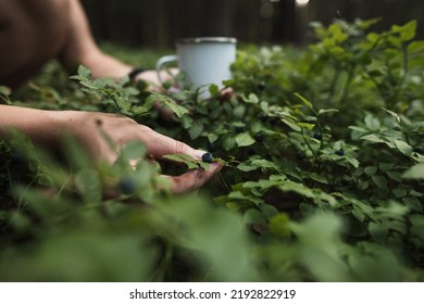 Close-up Of Woman Hands Picking Blueberries In The Forest. Picking Blueberries To The Tin Cup. Harvesting Forest Fruit. 