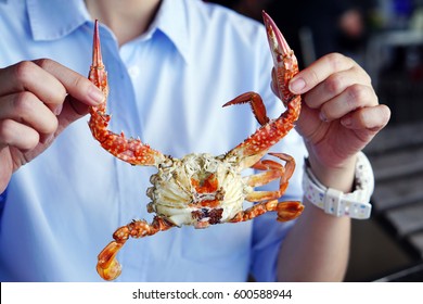 Closeup woman holding the claws of a blue crab or steamed blue swimming crab