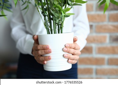 Close-up Of Woman Holding Plant In White Pot. Female Dressed In Stylish Costume. Office Decoration. Modern Studio Interior. Greenery At Working Place. Business Concept