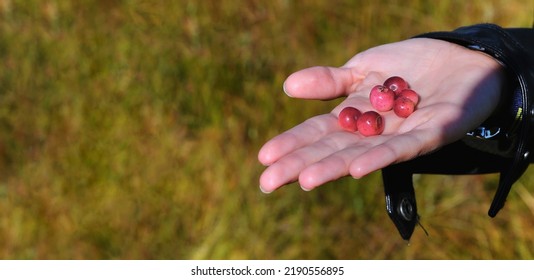 Close-up Of A Woman's Hand Holding A Red Cranberry. Picking Cranberries In A Swamp.