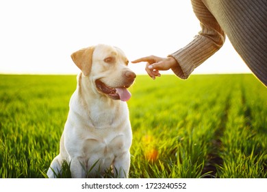 犬 草原 の画像 写真素材 ベクター画像 Shutterstock