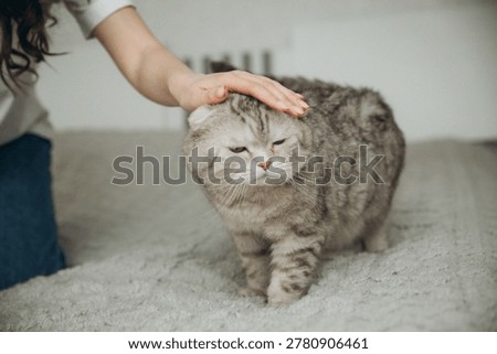 Close-up of a woman's hand stroking a grumpy Scottish Fold cat on a bed
