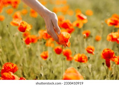 Closeup of a woman's hand touching wild poppy flower in a field. - Powered by Shutterstock