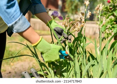 Closeup of a woman's hands in gloves caring for flower bed in backyard uses tools, garden shears