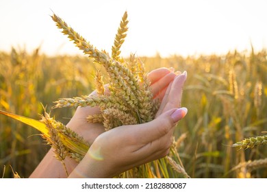 Close-up Woman's Hands Hold Ears Of Wheat, Rye In A Wheat, Rye Field. A Woman's Hand Holds Ripe Ears Of Cereals On A Blurred Background Of A Grain Field. The Concept Of Harvesting, Food Security.