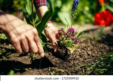 Closeup of woman's hands planting purple flower into the ground in her home garden helping with a trowel. A gardener transplant the plant on a bright sunny day. Horticulture and gardening concept