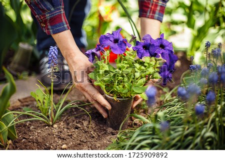 Closeup of woman's hands planting violet flower into the ground in her home garden helping with a trowel. A gardener transplant the plant on a bright sunny day. Horticulture and gardening concept