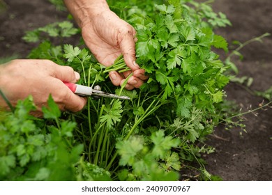 Close-up of womans hands with pruner cutting crop of fresh parsley - Powered by Shutterstock