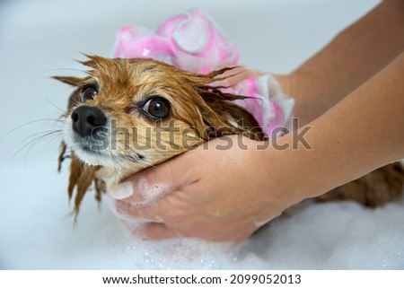 Close-up of a woman's hands washing a red dog in a white bubble bath. The owner of a German pomeranian thoroughly washes the pet's fur