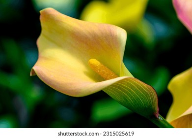 Closeup of a wonderful Calla lily - Shutterstock ID 2315025619