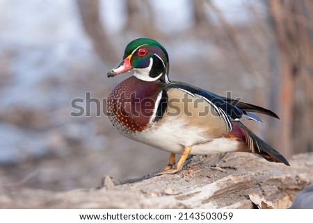 Closeup of a Wood duck male standing on a log in Ottawa, Canada