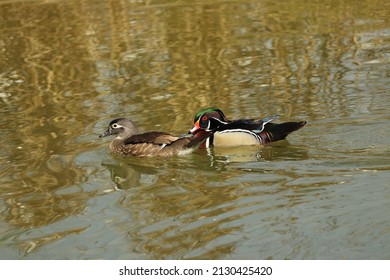 Closeup Of Wood Ducks Swimming In A Lake