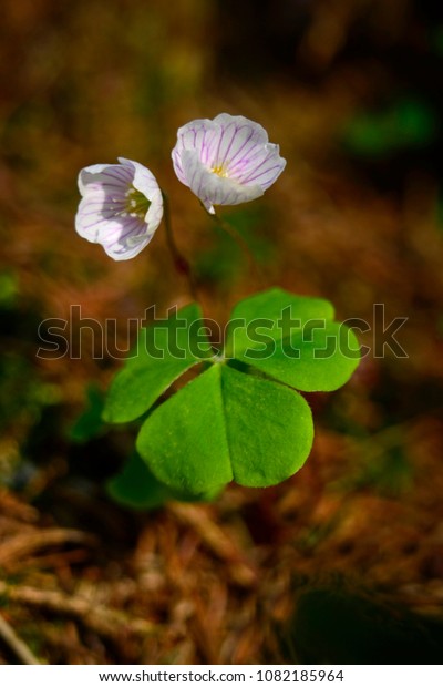 Closeup Wood Sorrel Plant White Flowers Stock Photo Edit Now