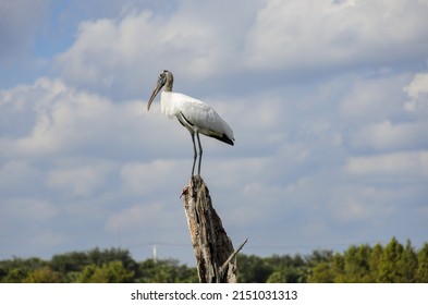 A closeup of a wood stork perched on the dried tree trunk