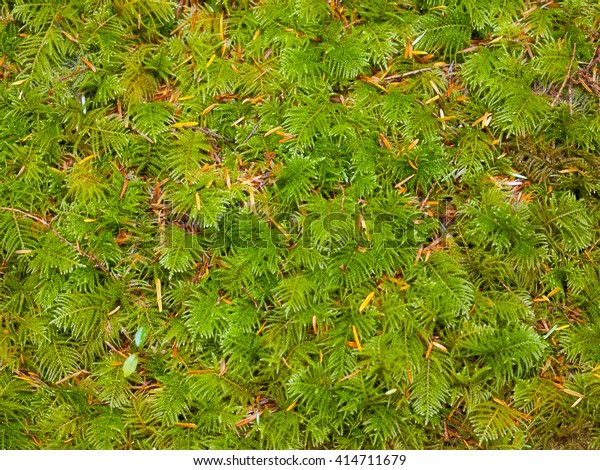 Closeup Woodland Plants On Forest Floor Stock Photo Edit Now