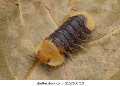 A Closeup Of Woodlice On A Leaf