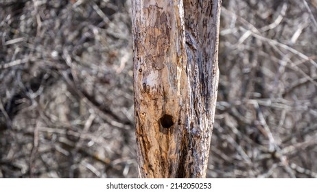 Close-up of a woodpecker hole in the side of an old dead tree on a warm sunny April afternoon with blurred bare trees in the background.