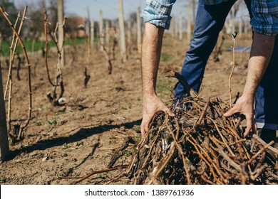 closeup of worker collecting branches in vineyard - Powered by Shutterstock