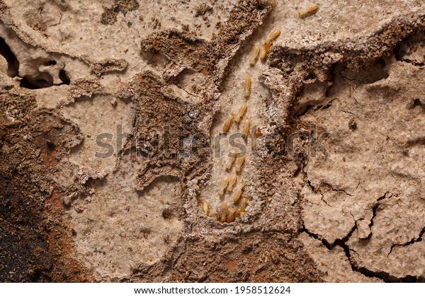 Close-up of worker termites on the wooden.\
Termites are eating the wood of the\
house