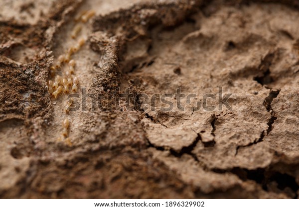 Close-up of worker termites on the\
wooden.Termites are eating the wood of the\
house