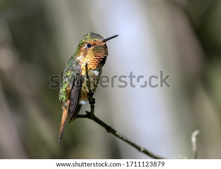 Closeup of world's second smallest bird, a male Scintillant Hummingbird( Selasphorus scintilla) perching on a branch in a coffee plantation, Chiriqui Province,Panama.