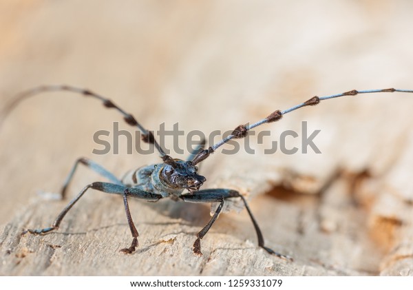 Closeup Worms Eye View Adult Male Stock Photo Edit Now 1259331079